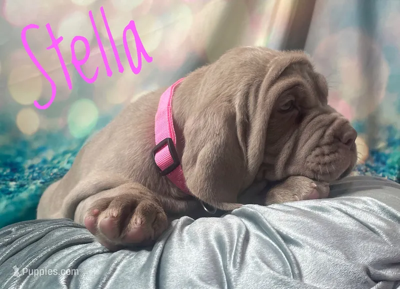 Stella