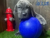 Jackson, a male Neapolitan Mastiff for sale in Neosho, MO – 3 of 3