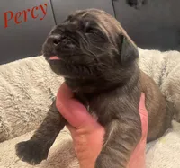 Percy, a male English Mastiff for sale in Neosho, MO – Photo 3 of 5