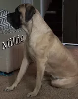 Percy, a male English Mastiff for sale in Neosho, MO – Photo 4 of 5