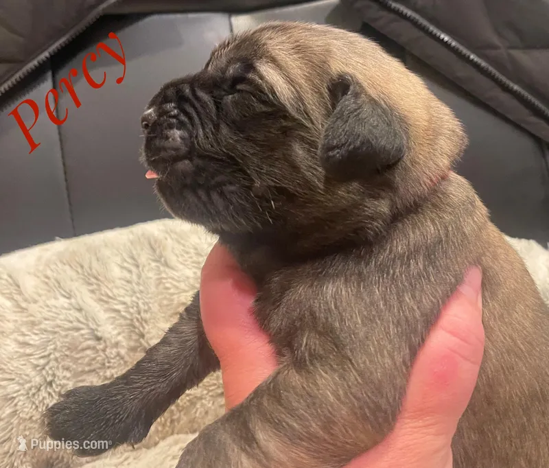 Percy – English Mastiff puppy for sale in Neosho, MO
