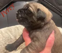 Percy, a male English Mastiff for sale in Neosho, MO – Photo 1 of 5