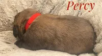 Percy, a male English Mastiff for sale in Neosho, MO – Photo 2 of 5