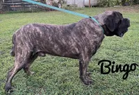 Percy, a male English Mastiff for sale in Neosho, MO – Photo 5 of 5