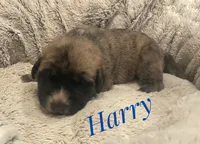 Harry, a male English Mastiff for sale in Neosho, MO – 1 of 2