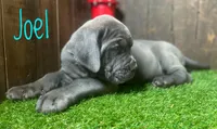 Joel, a male Neapolitan Mastiff for sale in Neosho, MO – 3 of 4