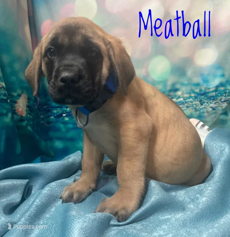 Meatball
