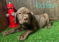 Rockford, a male Neapolitan Mastiff for sale in Neosho, MO – 2 of 2