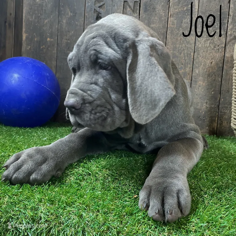 Joel – Neapolitan Mastiff puppy for sale in Neosho, MO