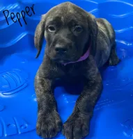Pepper , a female English Mastiff for sale in Neosho, MO – 2 of 3