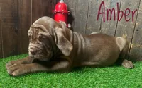 Amber, a female Neapolitan Mastiff for sale in Neosho, MO – 2 of 2