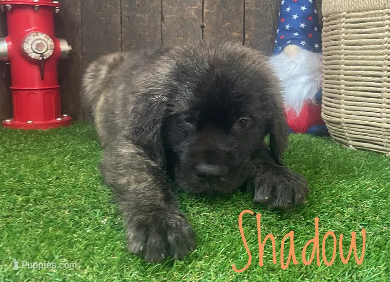 Shadow – English Mastiff puppy for sale in Neosho, MO