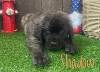 Shadow, a male English Mastiff for sale in Neosho, MO – 1 of 2