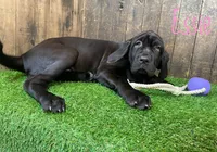 Essie, a female Neapolitan Mastiff for sale in Neosho, MO – 3 of 4
