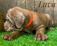 Lava, a male Neapolitan Mastiff for sale in Neosho, MO – 2 of 3
