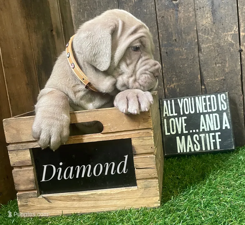Diamond – Neapolitan Mastiff puppy for sale in Neosho, MO