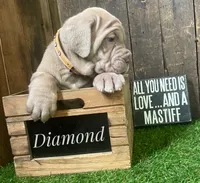 Diamond, a female Neapolitan Mastiff for sale in Neosho, MO – 1 of 5