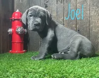 Joel, a male Neapolitan Mastiff for sale in Neosho, MO – 2 of 4