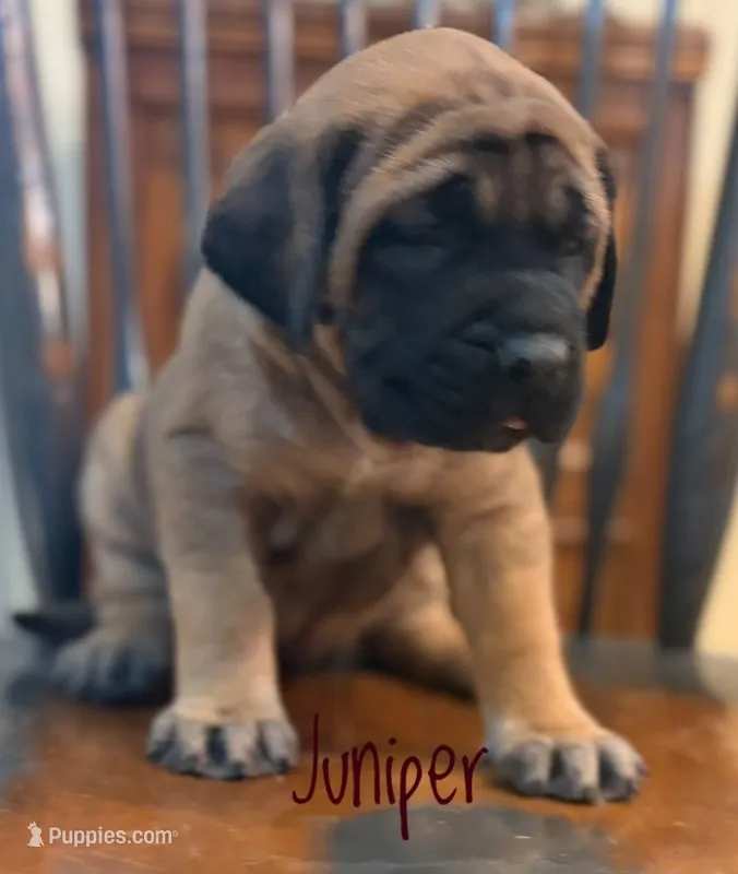 Juniper – English Mastiff puppy for sale in Neosho, MO
