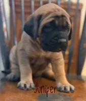 Juniper, a female English Mastiff for sale in Neosho, MO – 1 of 7