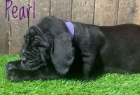 Pearl , a female Neapolitan Mastiff for sale in Neosho, MO – 4 of 5