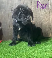 Pearl , a female Neapolitan Mastiff for sale in Neosho, MO – 5 of 5