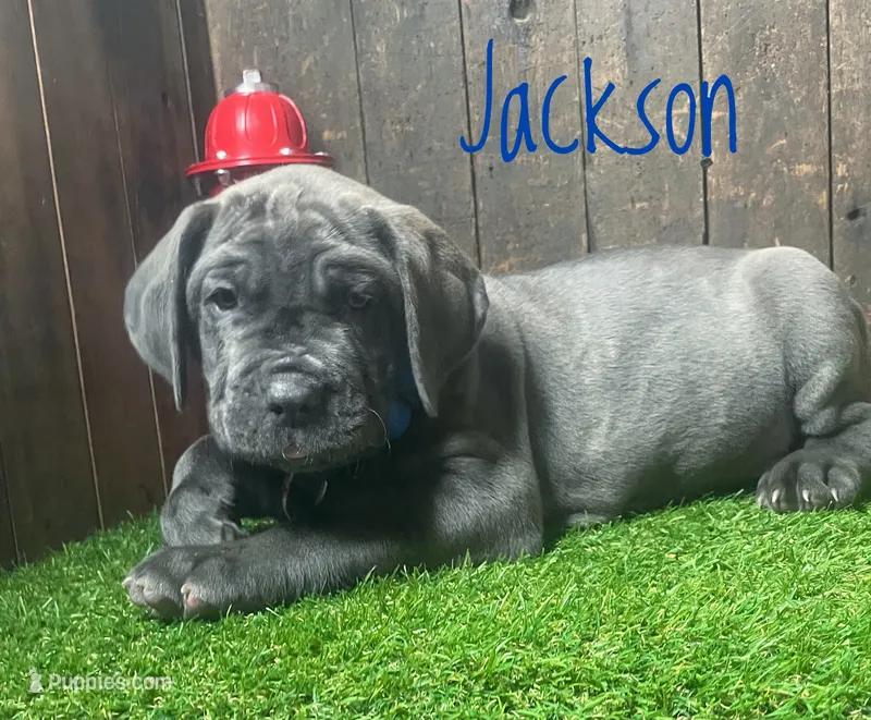 Jackson – Neapolitan Mastiff puppy for sale in Neosho, MO