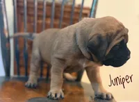 Juniper, a female English Mastiff for sale in Neosho, MO – 3 of 7