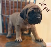 Juniper, a female English Mastiff for sale in Neosho, MO – 5 of 7