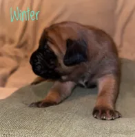 Winter, a female English Mastiff for sale in Neosho, MO – 3 of 6