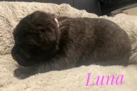 Luna, a female English Mastiff for sale in Neosho, MO – 2 of 2