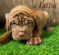 Lava, a male Neapolitan Mastiff for sale in Neosho, MO – 1 of 3