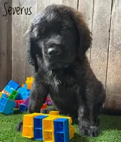 Severus, a male English Mastiff for sale in Neosho, MO – 2 of 6