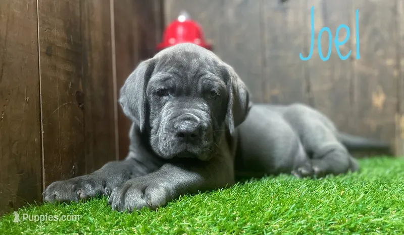 Joel – Neapolitan Mastiff puppy for sale in Neosho, MO