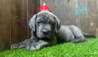 Joel, a male Neapolitan Mastiff for sale in Neosho, MO – 1 of 4