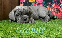 Granite, a male Neapolitan Mastiff for sale in Neosho, MO – 2 of 4