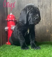 Onyx , a female Neapolitan Mastiff for sale in Neosho, MO – 1 of 4