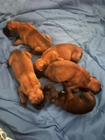 Addux, a male English Mastiff for sale in Neosho, MO – Photo 2 of 4