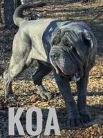 Baby Blue, a male Neapolitan Mastiff for sale in Neosho, MO – Photo 3 of 3