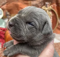 Baby Blue, a male Neapolitan Mastiff for sale in Neosho, MO – Photo 1 of 3