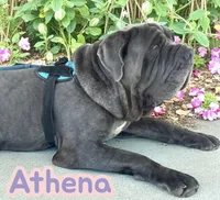 Baby Blue, a male Neapolitan Mastiff for sale in Neosho, MO – Photo 2 of 3