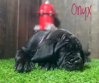 Onyx , a female Neapolitan Mastiff for sale in Neosho, MO – 3 of 4