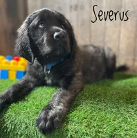 Severus, a male English Mastiff for sale in Neosho, MO – 3 of 6