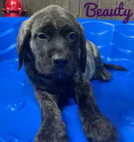 Beauty, a female English Mastiff for sale in Neosho, MO – 3 of 3