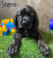 Severus, a male English Mastiff for sale in Neosho, MO – 1 of 6