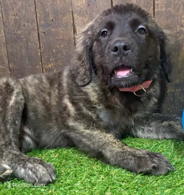 Bernice – English Mastiff puppy for sale in Neosho, MO