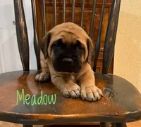 Meadow, a female English Mastiff for sale in Neosho, MO – 4 of 5