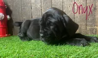 Onyx , a female Neapolitan Mastiff for sale in Neosho, MO – 4 of 4