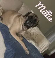 Severus, a male English Mastiff for sale in Neosho, MO – 5 of 6