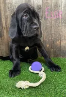 Essie, a female Neapolitan Mastiff for sale in Neosho, MO – 4 of 4